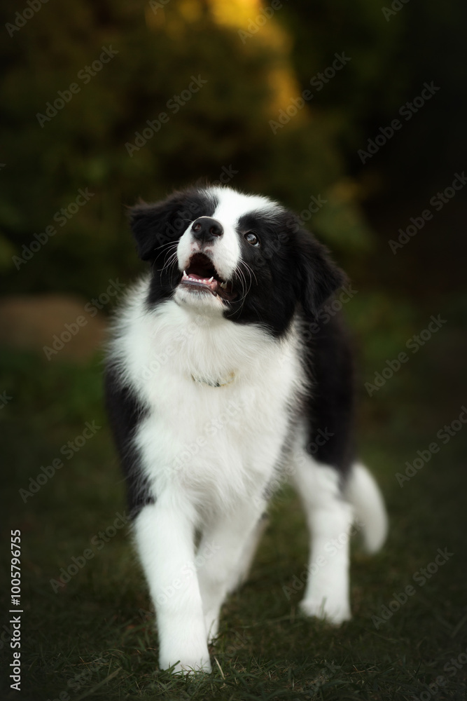border collie cute puppy playing in the yard border collie cute puppy playing in the yard