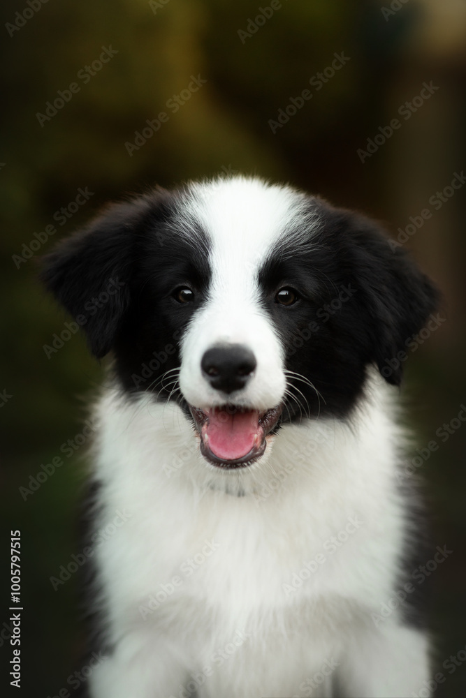 border collie cute puppy playing in the yard border collie cute puppy playing in the yard