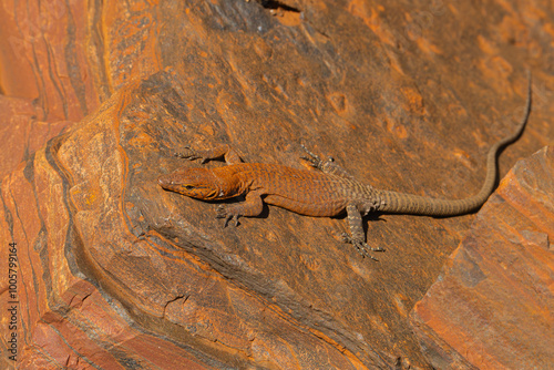 Tableau sur toile Hamersley Range Rock Monitor or Southern Pilbara rock goanna Varanus hamersleyen