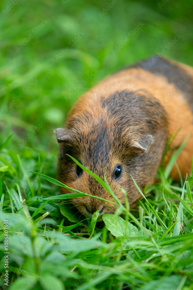 Cochon d'Inde brun errant librement dans un jardin d'herbes hautes. Le cochon d'Inde se promène à l'air frais et mange. Cochon d'Inde brun errant librement dans un jardin d'herbes hautes. Le cochon d'Inde se promène à l'air frais et mange.
