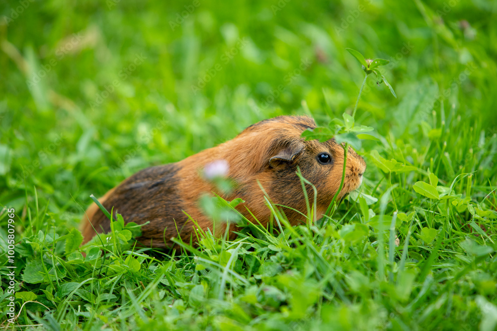 Cochon d'Inde brun errant librement dans un jardin d'herbes hautes. Le cochon d'Inde se promène à l'air frais et mange. Cochon d'Inde brun errant librement dans un jardin d'herbes hautes. Le cochon d'Inde se promène à l'air frais et mange.