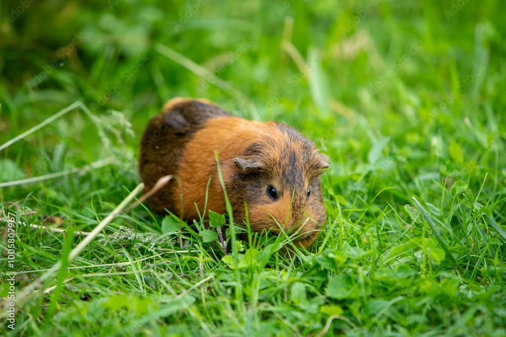 Cochon d'Inde brun errant librement dans un jardin d'herbes hautes. Le cochon d'Inde se promène à l'air frais et mange. Cochon d'Inde brun errant librement dans un jardin d'herbes hautes. Le cochon d'Inde se promène à l'air frais et mange.