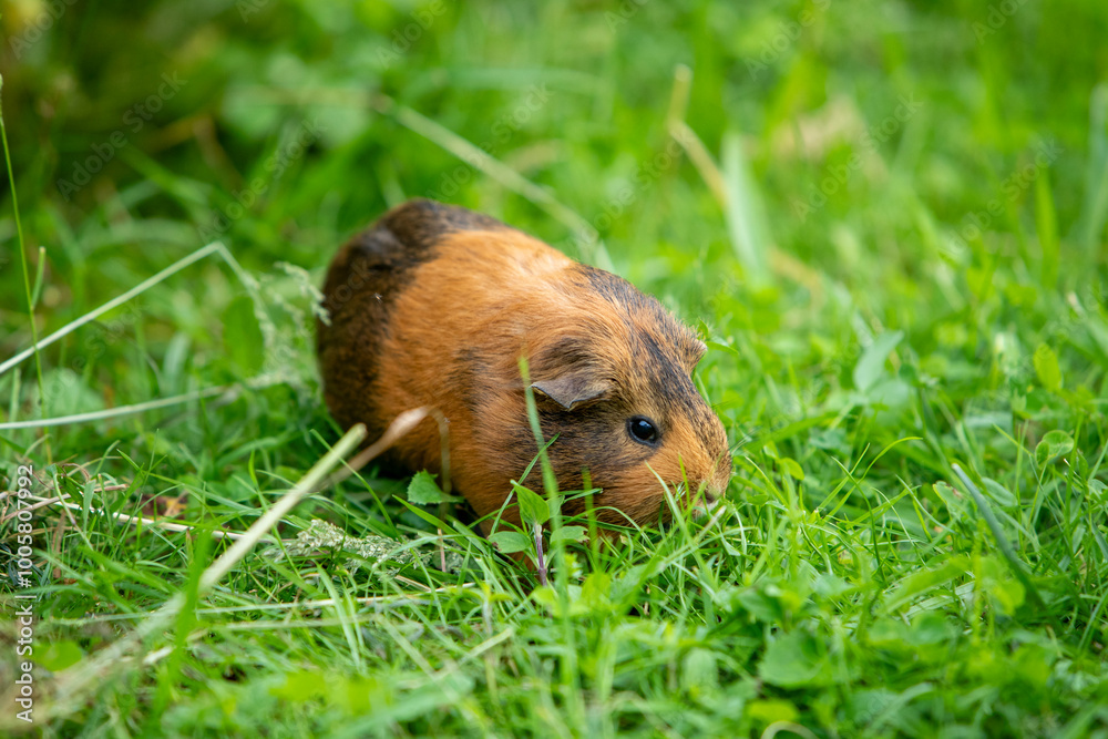 Cochon d'Inde brun errant librement dans un jardin d'herbes hautes. Le cochon d'Inde se promène à l'air frais et mange. Cochon d'Inde brun errant librement dans un jardin d'herbes hautes. Le cochon d'Inde se promène à l'air frais et mange.