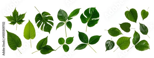 Leaves. Image of a set of various leaves.