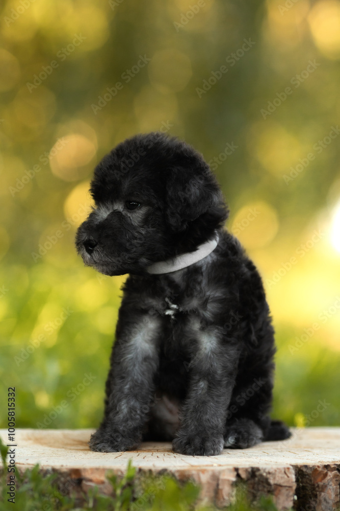 cute small black bedlington terrier puppy portrait on green sunny nature cute small black bedlington terrier puppy portrait on green sunny nature