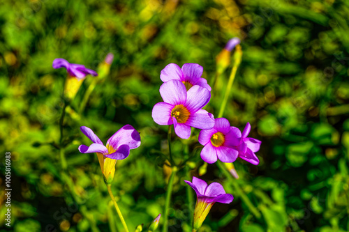 Small purple sorrel (oxalis) wildflowers in garden near Oudtshoorn, Western Cape, South Africa photo