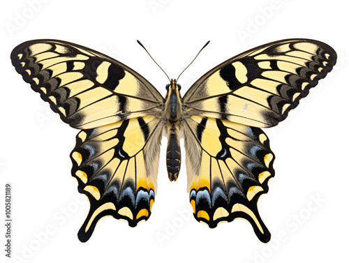 a yellow and black butterfly photo