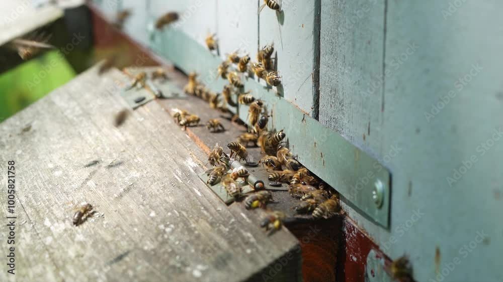 Honeybees Entering a Beehive on a Sunny Day Honeybees Entering a Beehive on a Sunny Day