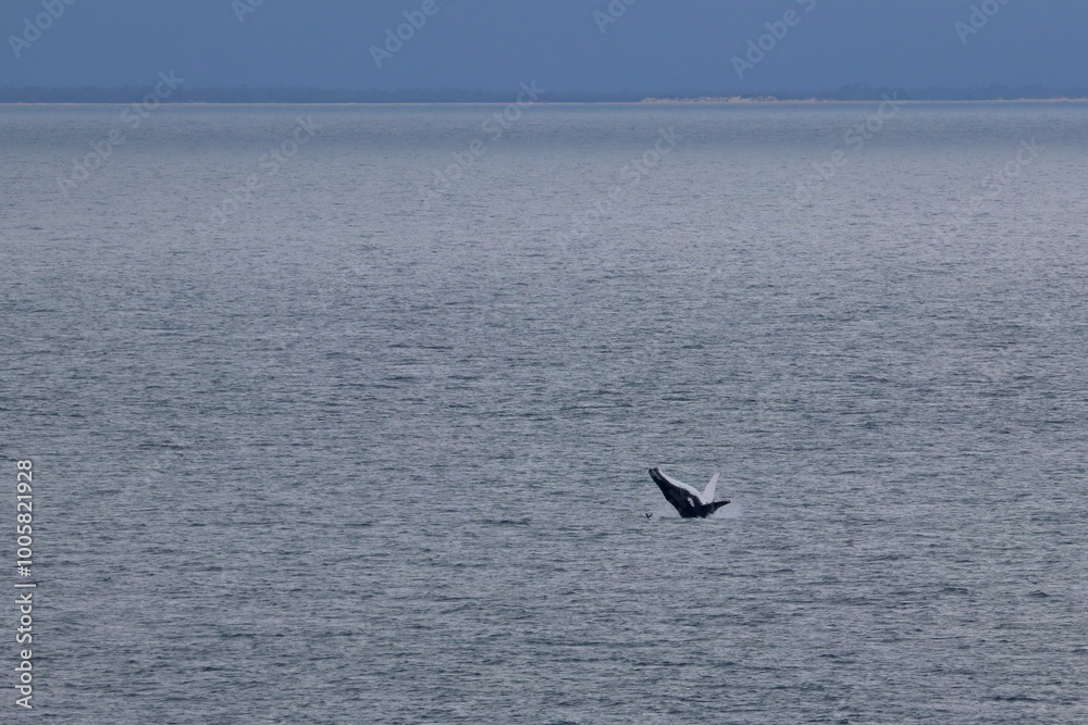 Obraz premium humpback whale