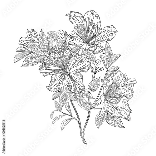 Flower outline twig  rhododendron mountain shrub four on a white background vintage vector illustration editable hand draw