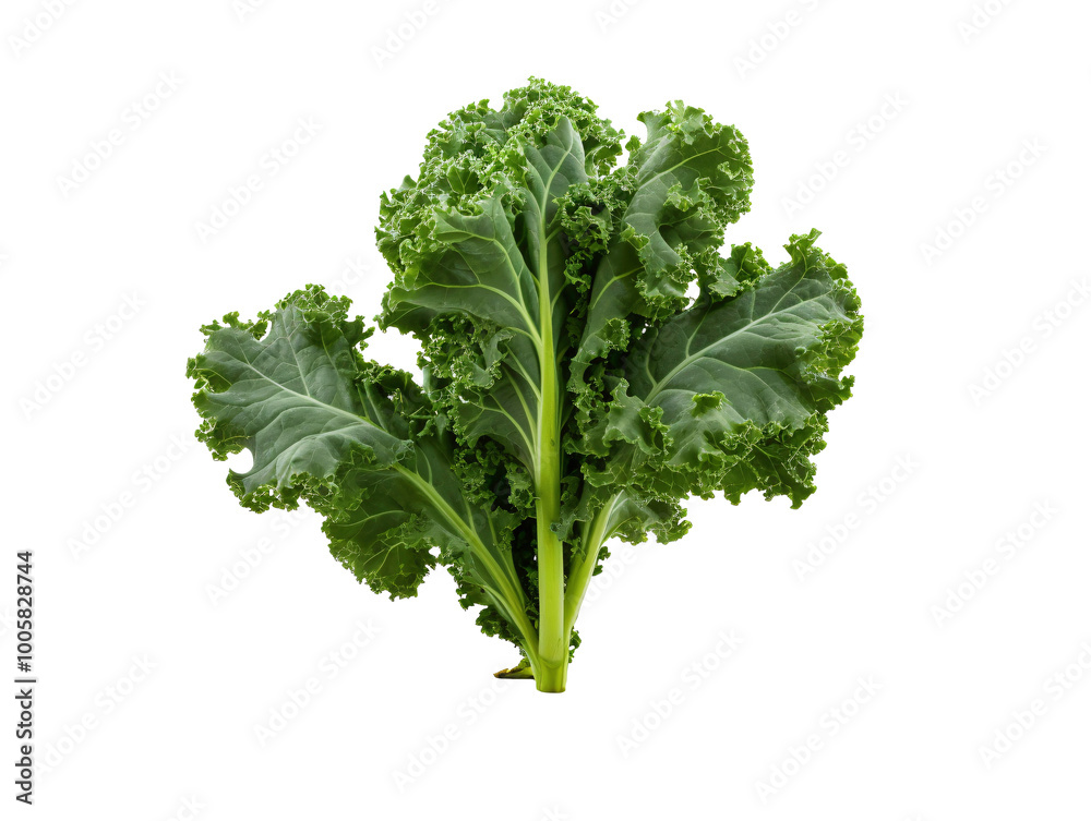 a green leafy plant with a white background a green leafy plant with a white background