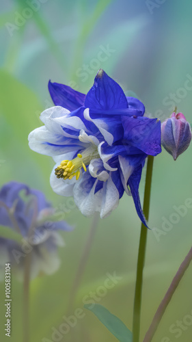 European columbine - Aquilegia vulgaris photo