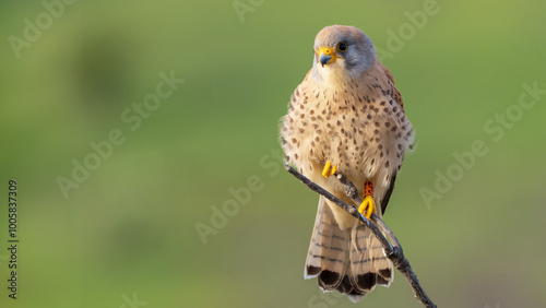 Bild auf Leinwand Lesser kestrel - Falco naumanni