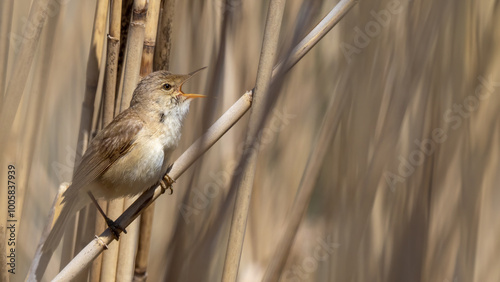 Eurasian Reed Warbler - Acrocephalus scirpaceus photo