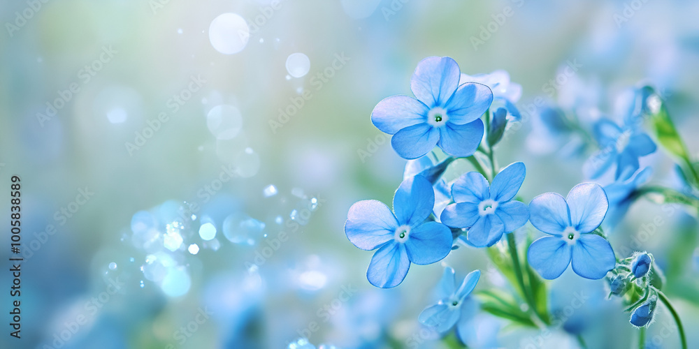 Blue Forget-Me-Nots with Dew Drops Blue Forget-Me-Nots with Dew Drops