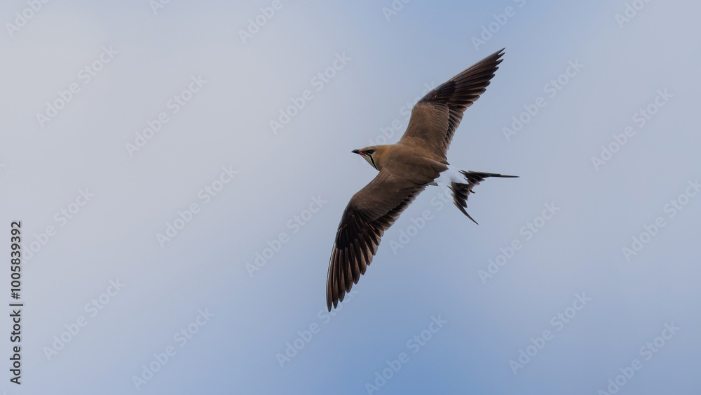 Collared pratincole - Glareola pratincola Collared pratincole - Glareola pratincola