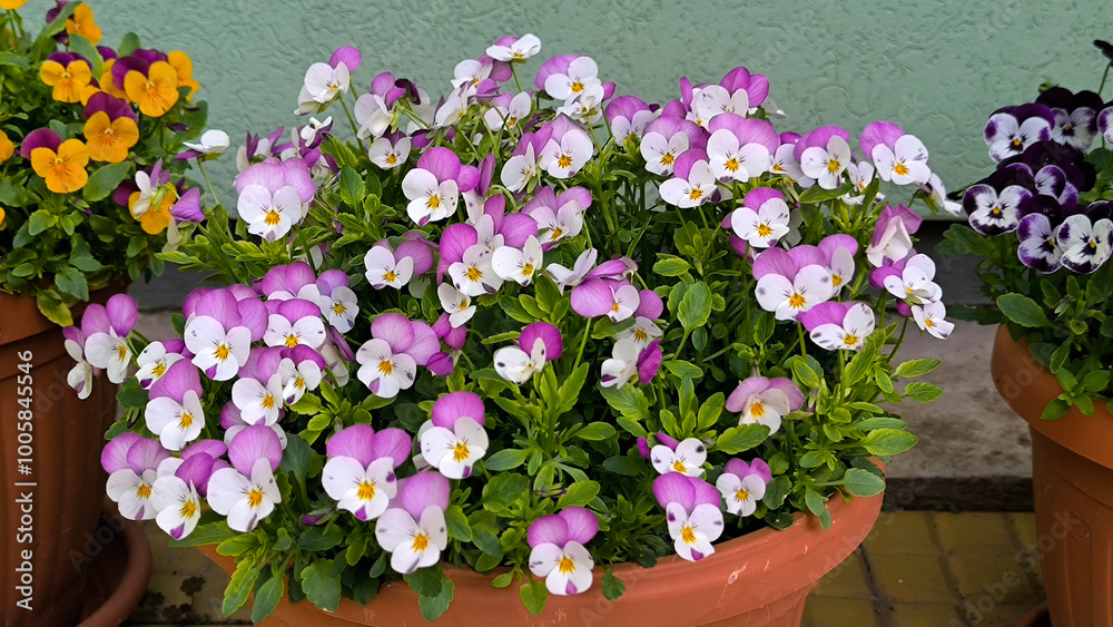 colorful blooming pansy flowers in the Spring colorful blooming pansy flowers in the Spring