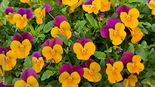 colorful blooming pansy flowers in the Spring