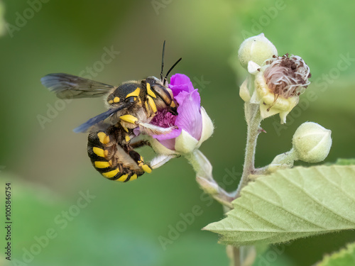 European wool carder bee - Anthidium manicatum