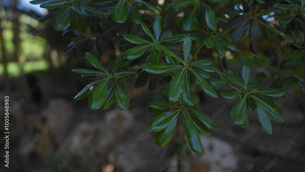 Close-up of glossy green schefflera leaves, a popular houseplant, highlighted in natural light. Close-up of glossy green schefflera leaves, a popular houseplant, highlighted in natural light.