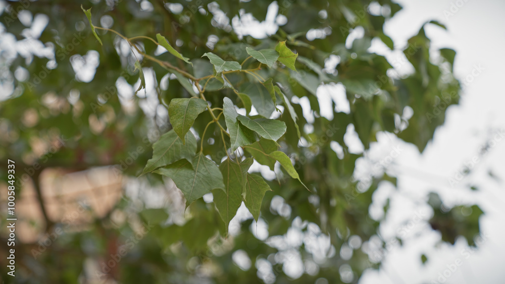 Close-up of a green leafy plant in murcia, spain, showcasing the foliage and natural ambiance. Close-up of a green leafy plant in murcia, spain, showcasing the foliage and natural ambiance.