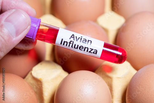 Humans can't get avian influenza from the food, including eggs bought from the grocery store photo