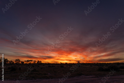 Fototapeta Naklejka Na Ścianę i Meble -  A fiery orange sunset lights up the sky and clouds with silhouettes of trees standing out on the horison  in the outback countryside at the town of Wilcannia in New South Wales in Australia.