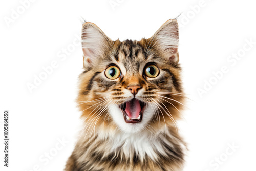 Obraz na płótnie Meowing fluffy cat. w salonie