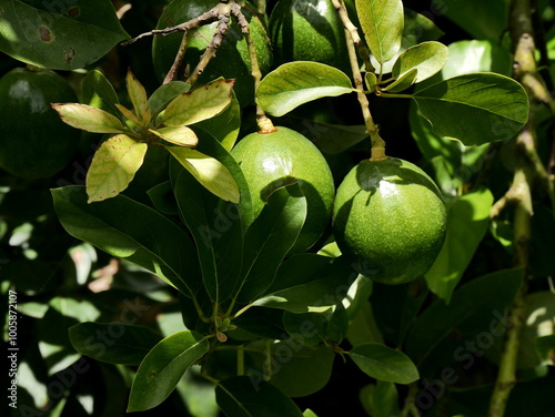 round Avocado fruits hanging on tree, persea americana in marie galante, antillean fruit trees and caribbean garden detail photo