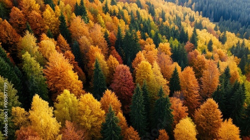 Vibrant Autumn Forest with Fiery Colors and Green Pines