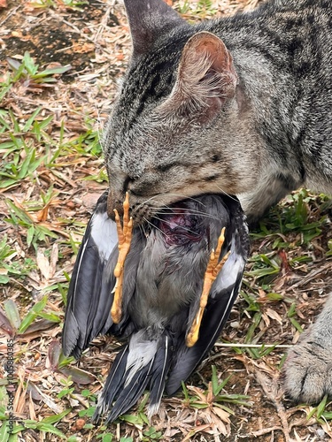 Cat hunted a bird. Kitten caught the bird.