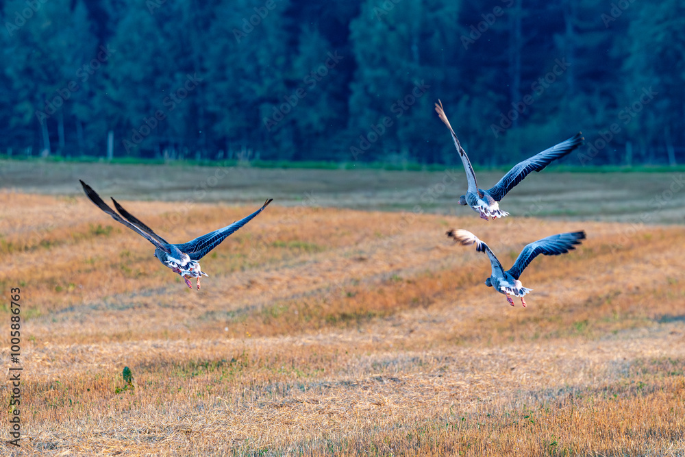 greylag goose in flight