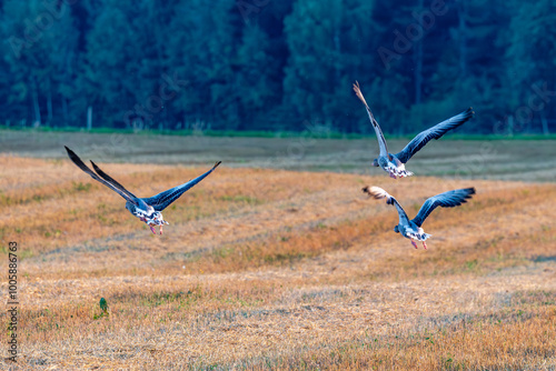 Obraz na płótnie greylag goose in flight w salonie