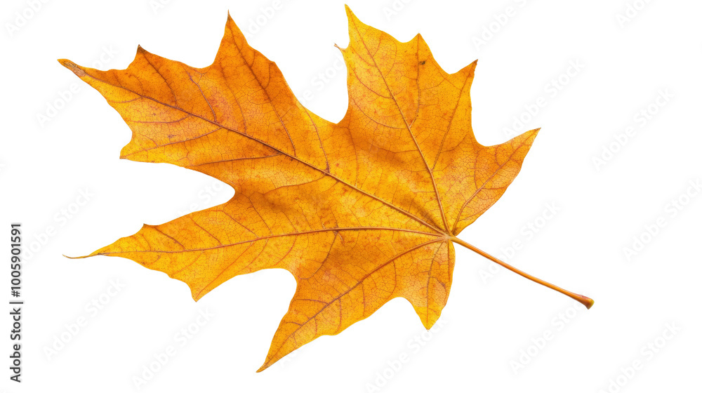 autumn leaves on a transparent background autumn leaves on a transparent background