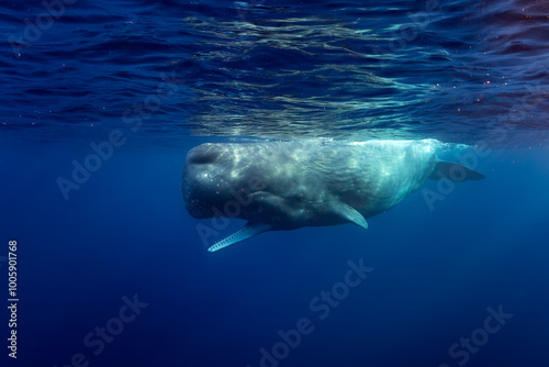 Sperm Whale - Physeter macrocephalus, iconic huge sea mammal and the largest toothed predator from worldwide seas and oceans, Indian ocean, Mauritius. photo