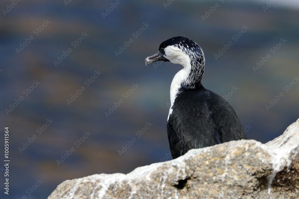Obraz premium cormorant