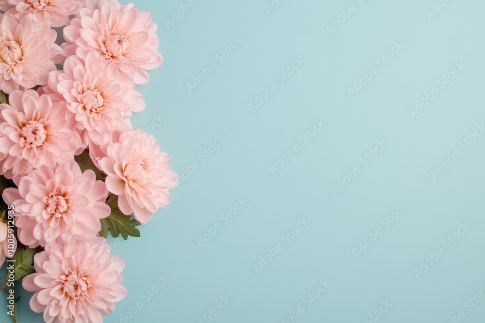 Soft pink chrysanthemum flowers arranged against a matching pink background, offering a monochromatic floral display. Soft pink chrysanthemum flowers arranged against a matching pink background, offering a monochromatic floral display.