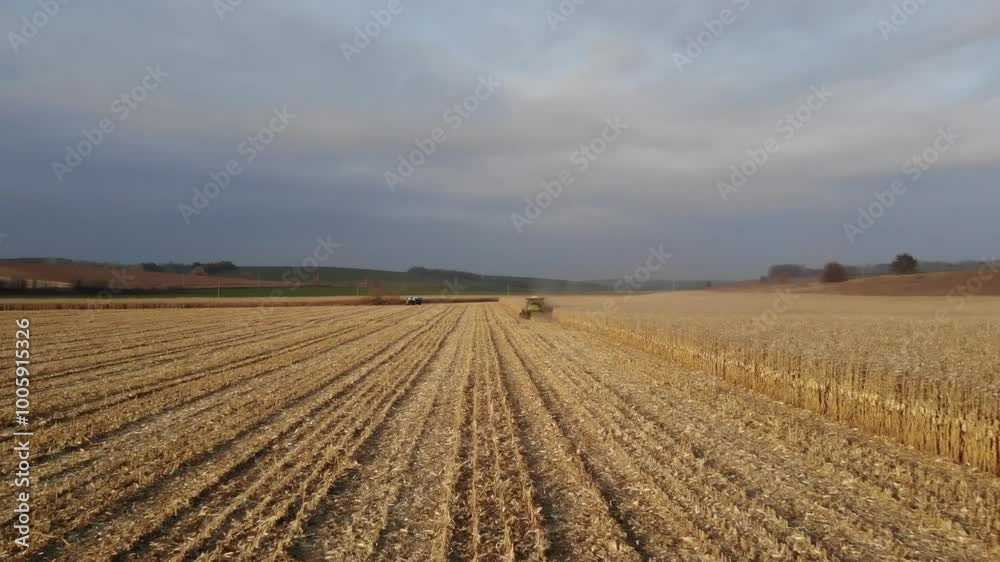 Combine Harvester on Corn Field During Autumn Harvest Combine Harvester on Corn Field During Autumn Harvest