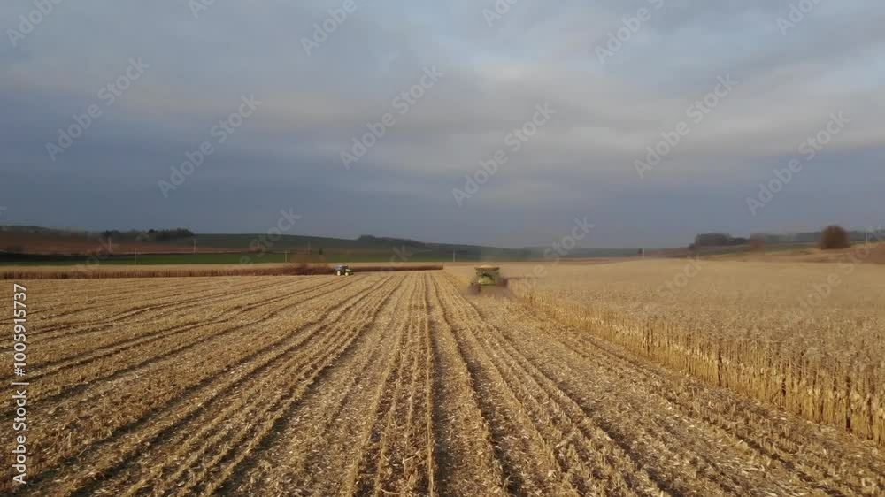 Combine Harvester on Corn Field During Autumn Harvest Combine Harvester on Corn Field During Autumn Harvest