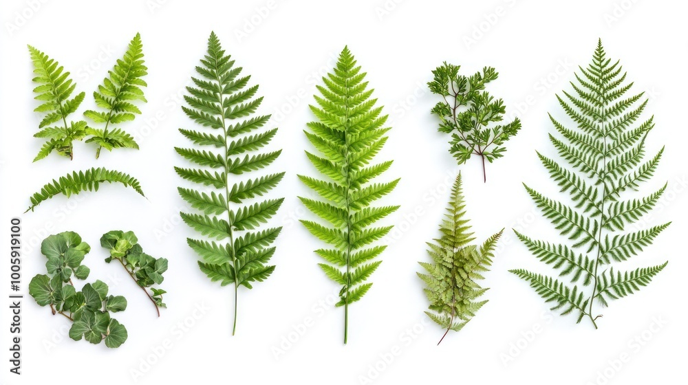 A collection of various green ferns and leaves arranged aesthetically. A collection of various green ferns and leaves arranged aesthetically.