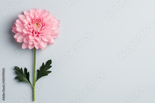 Soft pink chrysanthemum flowers arranged against a matching pink background, offering a monochromatic floral display.