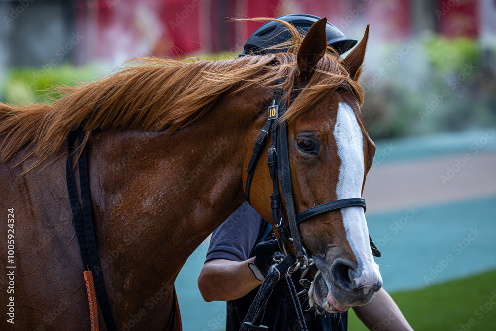 Obraz premium 競馬場でレースを待ち望む馬