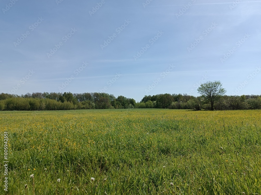 A green field with wildflowers, an edge of trees on the horizon and a blue sky. Summer landscape. A green field with wildflowers, an edge of trees on the horizon and a blue sky. Summer landscape.