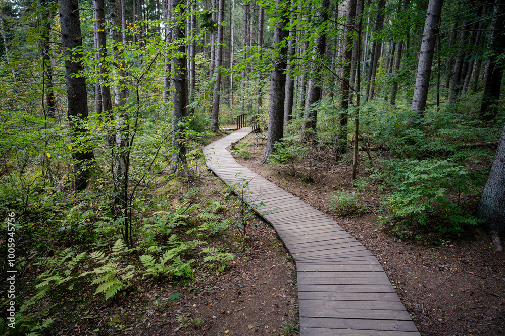 Obraz premium Curve wooden pathway in national park through dark coniferous spruce forest. Natural eco trail through protected environment. Nature trail hike, tourism. Autumn season.