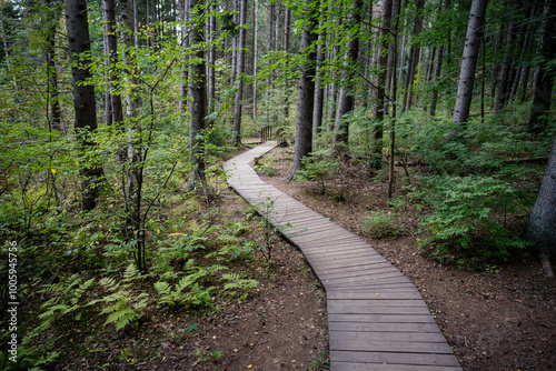 Curve wooden pathway in national park through dark coniferous spruce forest. Natural eco trail through protected environment. Nature trail hike, tourism. Autumn season.