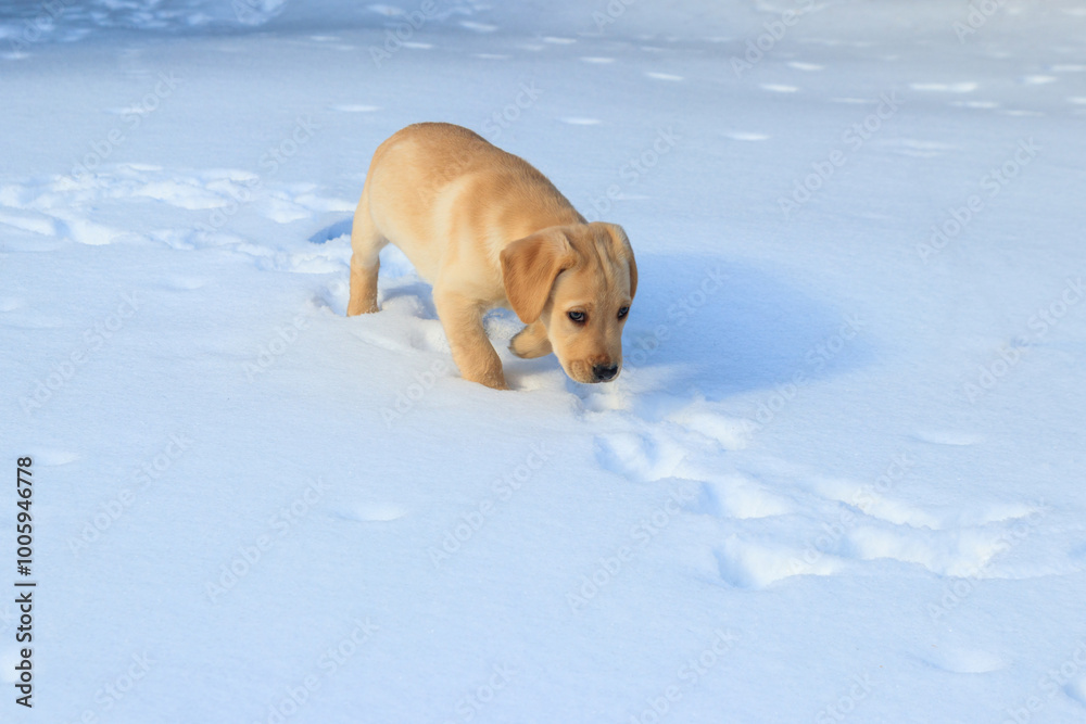 Small cute labrador retriever puppy dog in white snow Small cute labrador retriever puppy dog in white snow