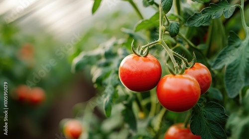 Wallpaper Mural Ripe tomatoes growing on vines in a greenhouse setting, showcasing agricultural cultivation. Torontodigital.ca