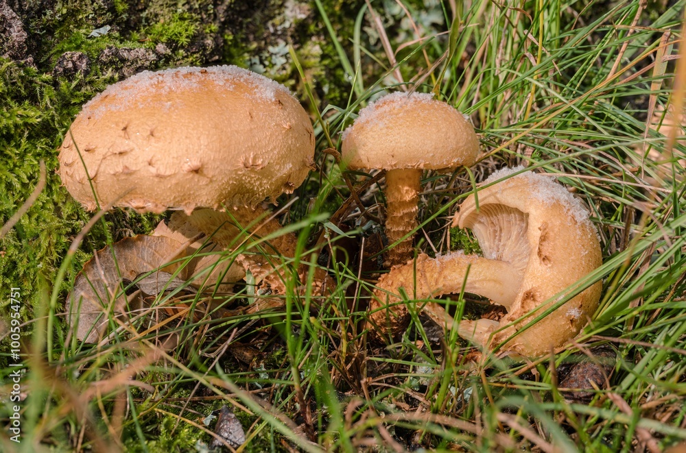 Der erste Schnee hat diesen Pilzen, Schüpplinge, eine weiße Mützen verpasst. Gut gegart ist der Sparrige Schüppling (Pholiota squarrosa), aus der Familie der Träuschlingsverwandten, wohl essbar. Der erste Schnee hat diesen Pilzen, Schüpplinge, eine weiße Mützen verpasst. Gut gegart ist der Sparrige Schüppling (Pholiota squarrosa), aus der Familie der Träuschlingsverwandten, wohl essbar.