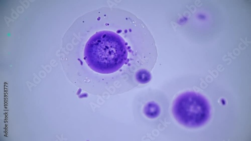 Purple macrophage absorbing bacteria under microscope
