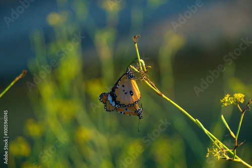 butterflies photo
